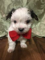 Morkie Puppies for sale in Clinton, NC 28328, USA. price: NA