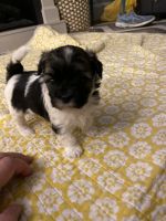 Morkie Puppies for sale in Somerset, MA 02725, USA. price: NA