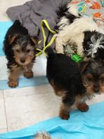 Morkie Puppies for sale in Bowman Ave, Bowman, SC 29018, USA. price: NA