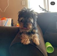 Morkie Puppies for sale in 800 E Old Willow Rd, Prospect Heights, IL 60070, USA. price: NA