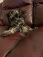 Morkie Puppies for sale in OLD BROWNSBRO, KY 40242, USA. price: NA