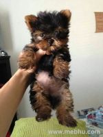 Morkie Puppies for sale in Greenville, SC, USA. price: NA
