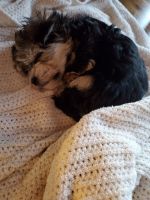 Morkie Puppies for sale in Stillwater, MN 55082, USA. price: NA