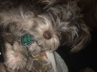 Morkie Puppies for sale in Houston, TX 77090, USA. price: NA
