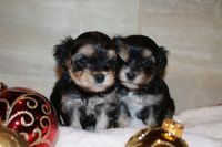 Morkie Puppies for sale in Overland Park, KS, USA. price: NA