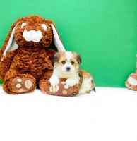 Morkie Puppies for sale in 114-34 121st St, Jamaica, NY 11420, USA. price: NA