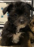 Morkie Puppies for sale in Harper's Crossing, Langhorne, PA 19047, USA. price: NA