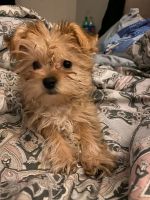 Morkie Puppies for sale in Lawrence, IN 46226, USA. price: NA