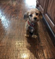Morkie Puppies for sale in Plano, TX, USA. price: NA