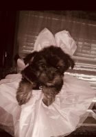 Morkie Puppies for sale in Inman, SC 29349, USA. price: NA
