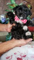 Morkie Puppies for sale in Frostproof, FL 33843, USA. price: NA