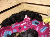 Morkie Puppies for sale in Smithfield, NC 27577, USA. price: NA