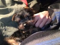 Morkie Puppies for sale in White Marsh, MD, USA. price: NA