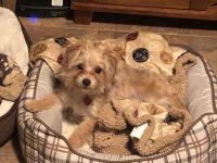 Morkie Puppies for sale in Hurst, TX, USA. price: NA