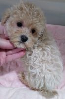 Morkie Puppies for sale in Fischer, TX 78623, USA. price: NA