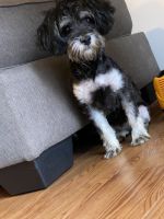 Morkie Puppies for sale in Decatur, GA 30033, USA. price: NA