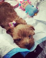 Morkie Puppies for sale in Germantown, MD, USA. price: NA