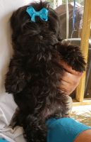 Morkie Puppies for sale in Frostproof, FL 33843, USA. price: NA