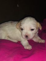 Morkie Puppies for sale in The Bronx, NY, USA. price: NA