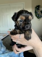 Morkie Puppies for sale in Kyle, TX, USA. price: NA