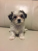 Morkie Puppies for sale in Jacksonville, FL, USA. price: NA