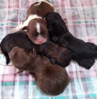 Morkie Puppies for sale in Fischer, TX 78623, USA. price: NA
