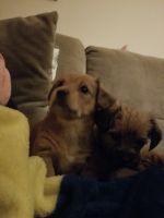 Morkie Puppies for sale in Wayland, MI 49348, USA. price: NA