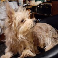Morkie Puppies for sale in Titusville, PA 16354, USA. price: NA