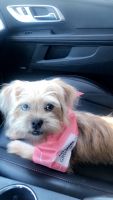 Morkie Puppies for sale in Lithia Springs, GA, USA. price: NA