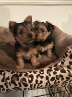 Morkie Puppies for sale in Terre Haute, IN, USA. price: NA