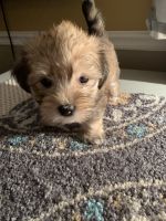 Morkie Puppies for sale in Rutherfordton, NC, USA. price: NA