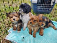 Morkie Puppies for sale in Naples, FL, USA. price: NA