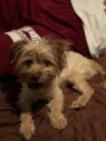 Morkie Puppies for sale in Lake Worth, FL 33460, USA. price: NA