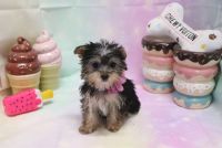 Morkie Puppies for sale in Las Vegas, NV 89139, USA. price: NA