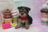 Morkie Puppies for sale in Las Vegas, NV 89139, USA. price: NA