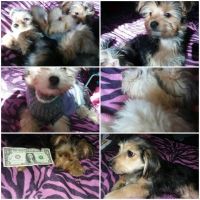 Morkie Puppies for sale in Ocala, FL, USA. price: NA