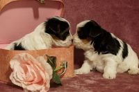 Morkie Puppies for sale in Philadelphia, PA, USA. price: NA