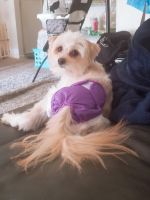 Morkie Puppies for sale in Hemet, CA, USA. price: NA
