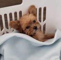 Morkie Puppies for sale in Virginia Beach, VA, USA. price: NA