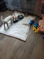 Morkie Puppies for sale in Milwaukee, WI, USA. price: NA