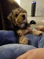 Morkie Puppies for sale in Las Vegas, NV 89179, USA. price: NA