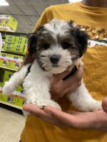 Morkie Puppies for sale in Sparks, NV, USA. price: NA