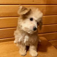 Morkie Puppies for sale in Zion, IL 60099, USA. price: NA