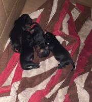 Morkie Puppies for sale in Brooklyn, NY, USA. price: NA