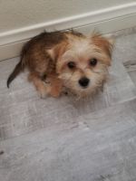 Morkie Puppies for sale in Henderson, NV, USA. price: NA