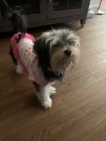 Morkie Puppies for sale in St. Louis, MO 63112, USA. price: NA