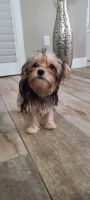 Morkie Puppies for sale in Wesley Chapel, FL, USA. price: NA