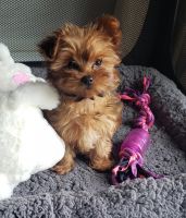 Morkie Puppies for sale in Greensburg, PA 15601, USA. price: NA