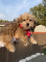 Morkie Puppies for sale in Boise, ID, USA. price: NA