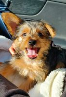Morkie Puppies for sale in Chicago, IL, USA. price: NA